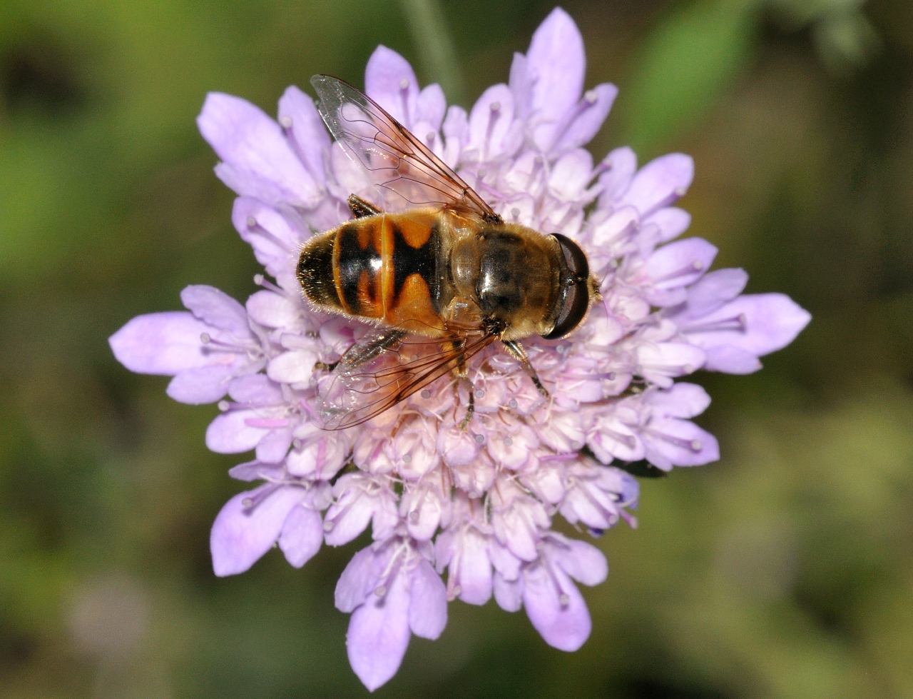 Eristalis (Quale?)
